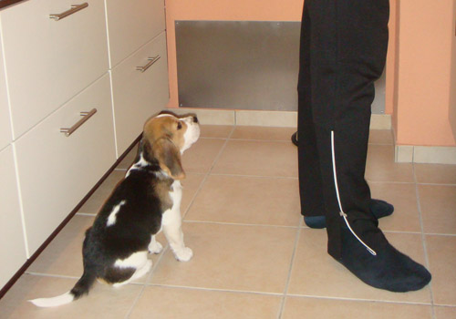 Beaglewelpe in der Küche